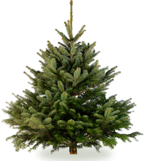 P40_rkh-nordman-tree