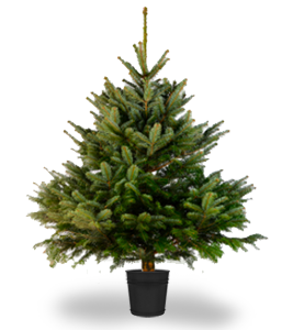 potted Norway spruce