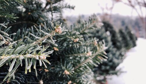 real christmas trees Newcastle 1
